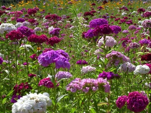 Sweet William, Meadow, Flowers