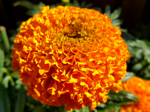 Flowers, Tagetes