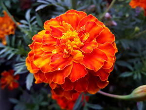 Flowers, Tagetes
