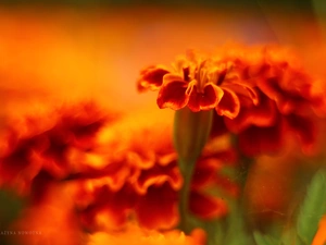 Tagetes, Orange, Flowers, Turki