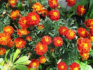 Tagetes, Yellow, Orange, Flowers