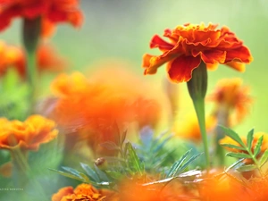 Tagetes, Flowers