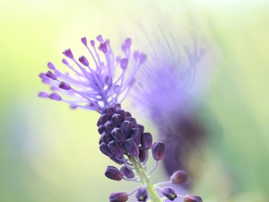 Colourfull Flowers, Tassel Hyacinth, Violet