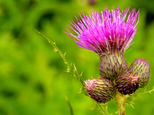 teasel, plant, Colourfull Flowers