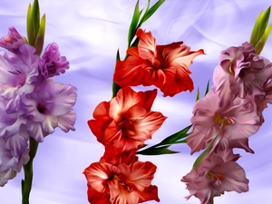 Three, gladiolus, graphics, Flowers