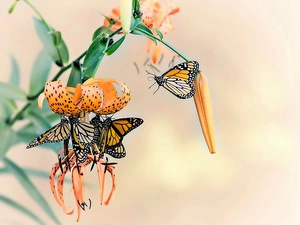 insects, Flowers, Tiger lily, butterflies
