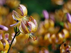 Tiger lily, Colourfull Flowers