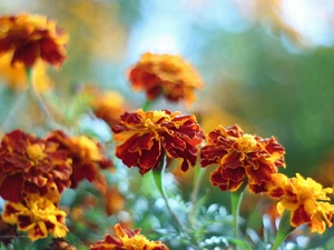 Flowers, Tagetes, Turki