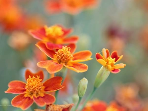 Flowers, Tagetes, Turki