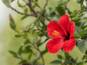 Colourfull Flowers, twig, Leaf, hibiskus