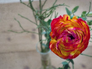 Colourfull Flowers, Twigs, background, buttercup
