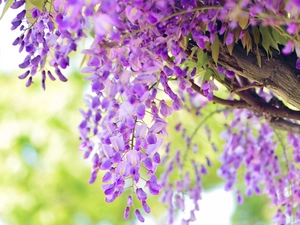 Flowers, wistaria, Twigs