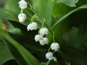 lily of the Valley, White, flowers