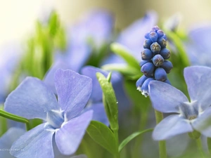 Flowers, Muscari, Vinca