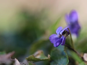 Colourfull Flowers, Viola odorata, Violet