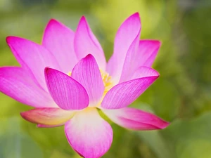 Colourfull Flowers, Violet, flakes, delicate