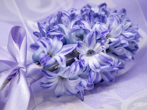 Colourfull Flowers, Violet, ribbon, hyacinth