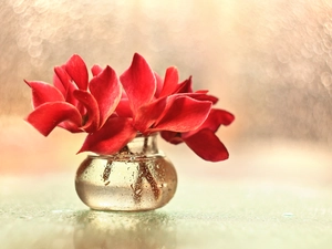 Red, Flowers, Alpine Violets, Cyclamen, decoration