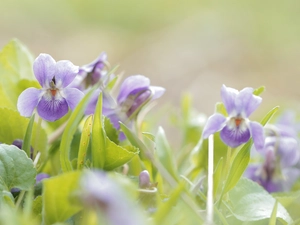 Flowers, fragrant violets
