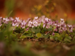 Flowers, Pink, Violets