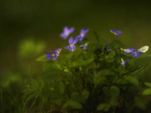 Flowers, Violets