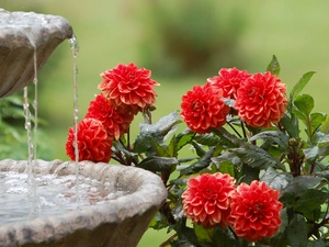 Flowers, fountain, water