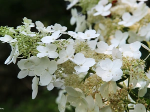 White, Flowers