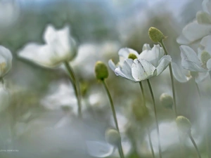 Flowers, Anemones, White