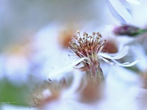 Flowers, Astra, White