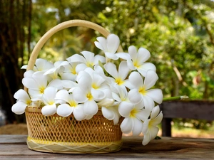 White, Plumeria, basket, Flowers