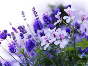 Blue, Flowers, geraniums, lavender, White