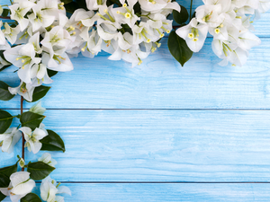 White, Bougainvillea, boarding, Flowers