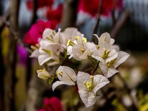 White, climber, Bougainvillea, Flowers