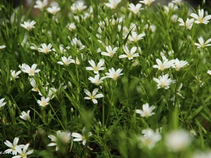 Flowers, Cerastium, White