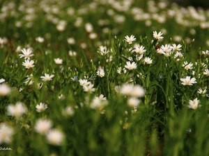 Flowers, Cerastium, White