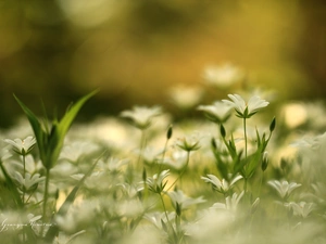 Flowers, Cerastium, White