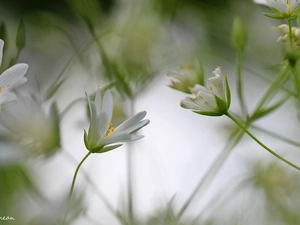 Flowers, Cerastium, White