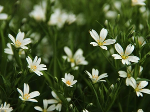 Flowers, Cerastium, White