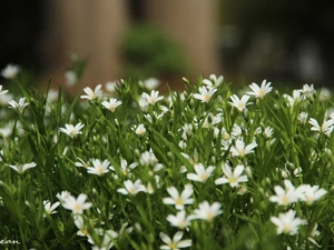 Flowers, Cerastium, White