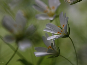 Flowers, Cerastium, White