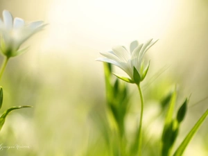 Flowers, Cerastium, White