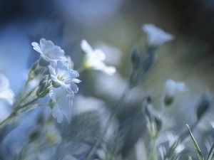 Flowers, Cerastium, White