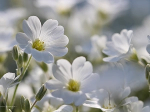 Flowers, Cerastium, White
