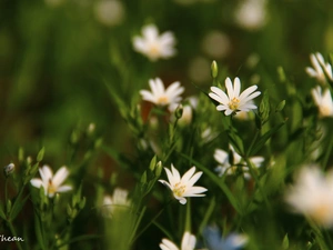 Flowers, Cerastium, White