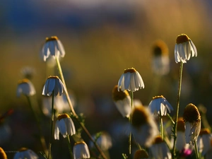 Flowers, chamomile, White