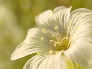 Cerastium, Close, Colourfull Flowers, rods, White