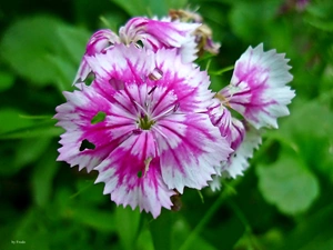 Dianthus Carthusianorum, Colourfull Flowers, Pink-White