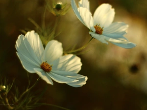 Flowers, Cosmos, White