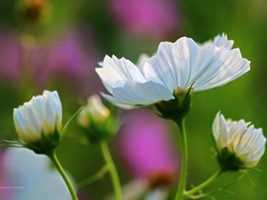 Flowers, Cosmos, White