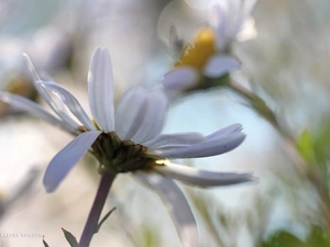 Flowers, daisy, White